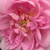 Roza - Damascena vrtnice - Ispahan